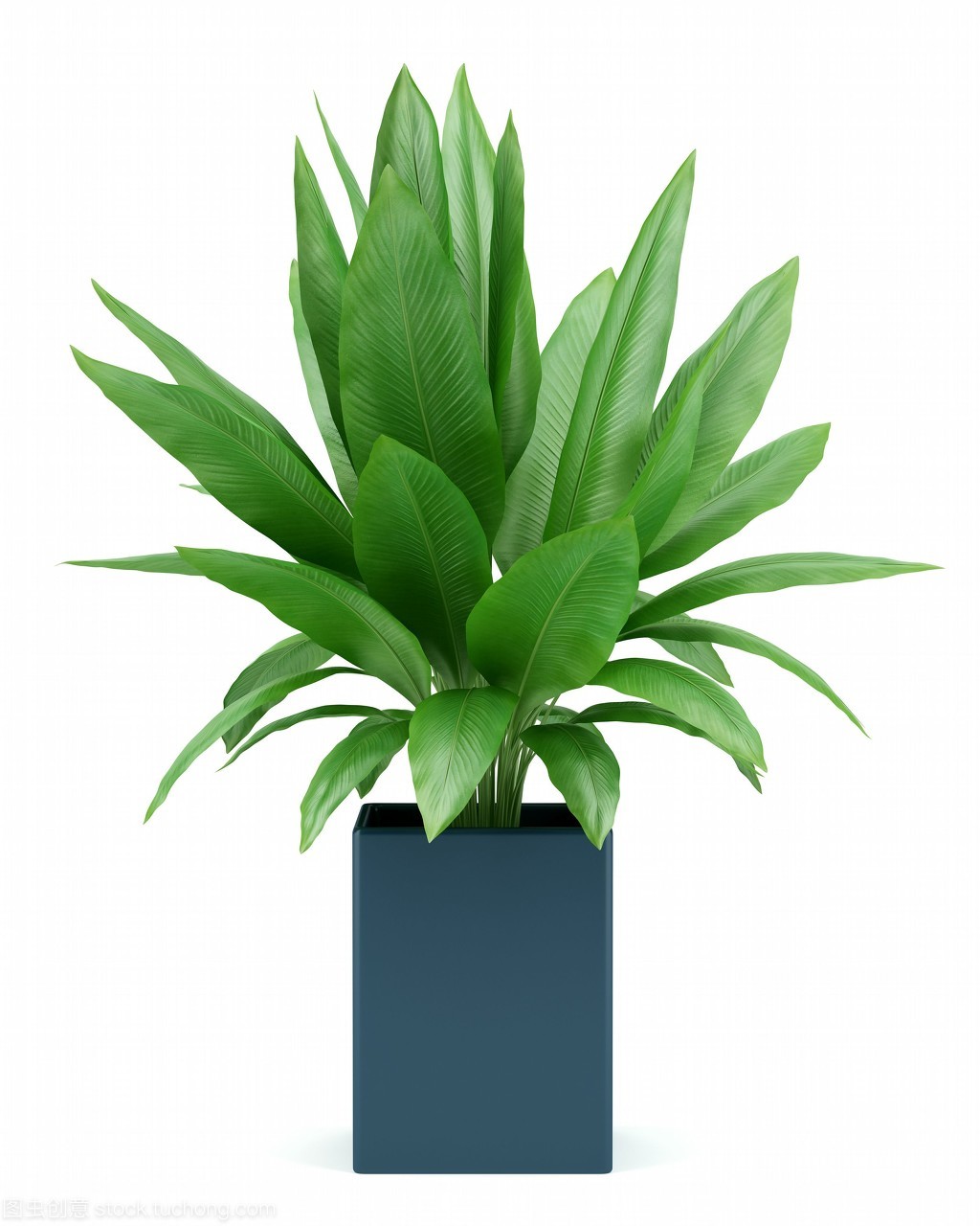 盆栽植物在白色的背景下被隔離