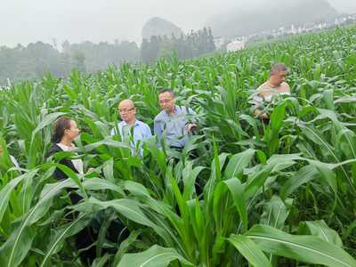 自治區(qū)農(nóng)業(yè)農(nóng)村廳唐咸來(lái)副廳長(zhǎng)率隊(duì)到我市調(diào)研基層農(nóng)技推廣工作