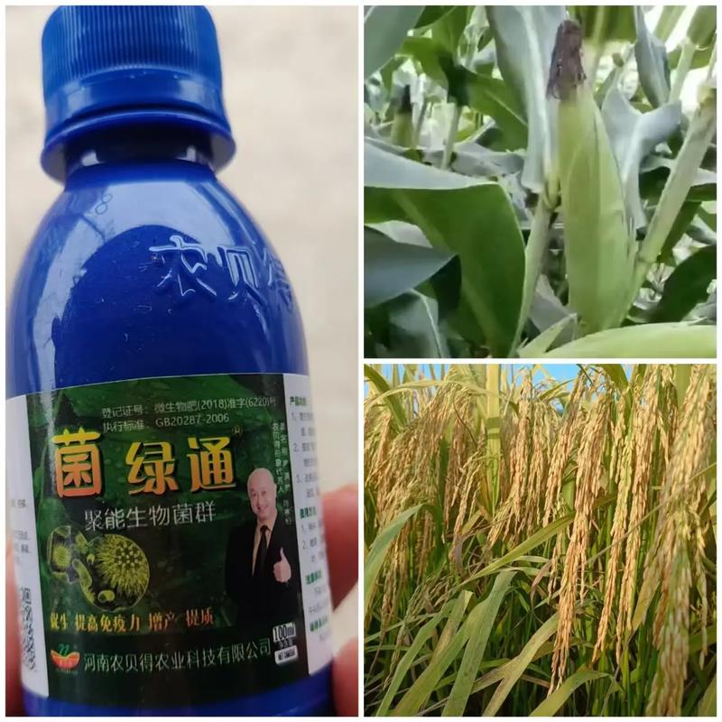 菌綠通 農(nóng)業(yè)技術(shù)推廣的綠色引擎，賦能農(nóng)作物提質(zhì)增效