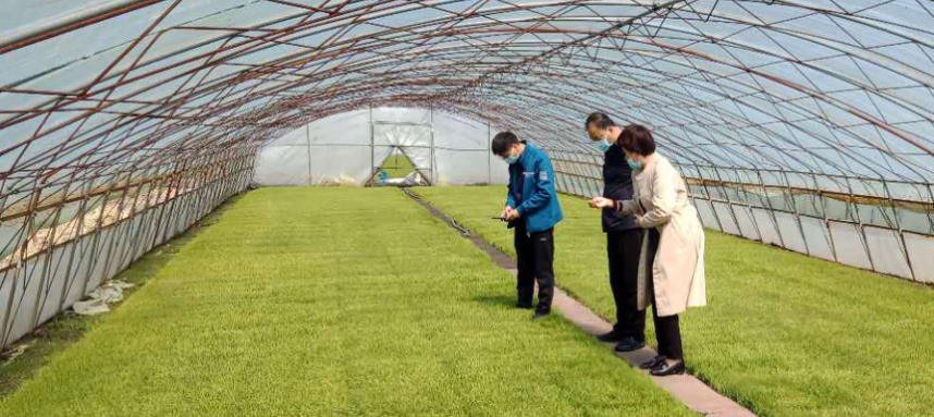 綏棱農(nóng)技“零距離” 服務(wù)下沉田間，科技賦能春耕