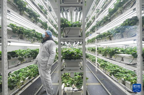 草莓小鎮(zhèn)迎來(lái)產(chǎn)銷(xiāo)旺季，農(nóng)業(yè)技術(shù)推廣助力產(chǎn)業(yè)升級(jí)